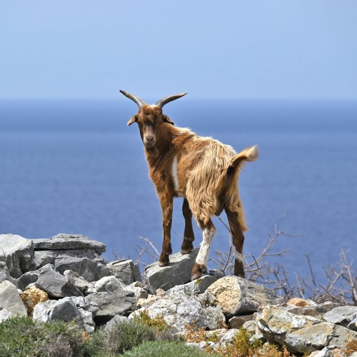 Western Cyclades; by bike and on foot on Milos, Sifnos and Serifos